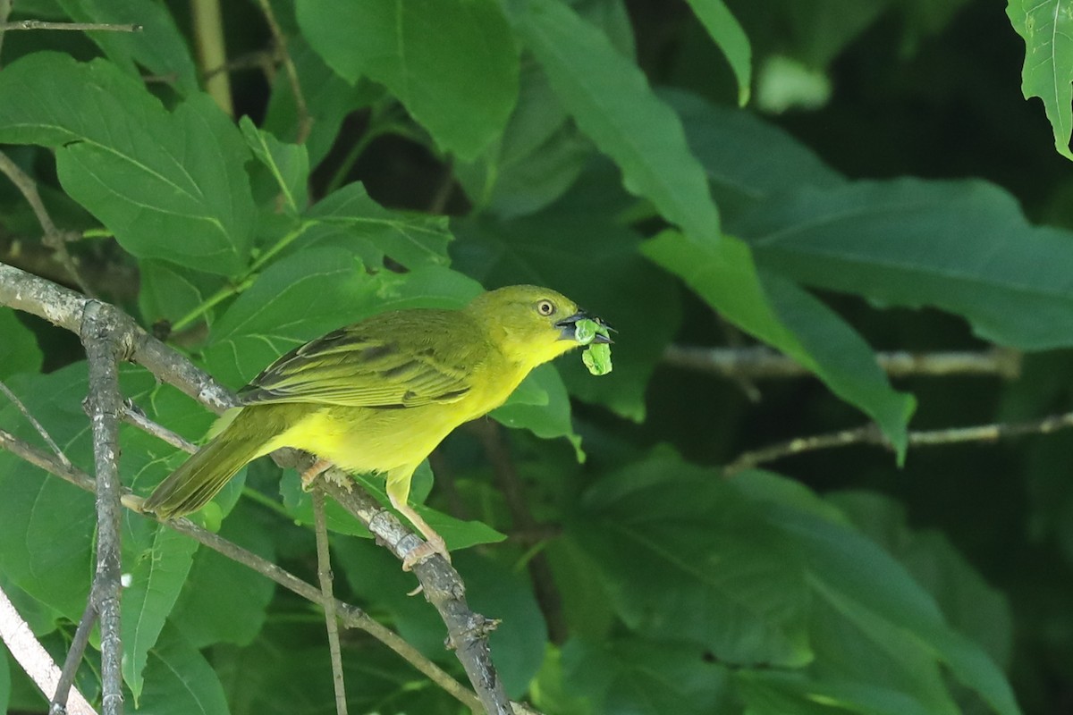 Holub's Golden-Weaver - ML646469302