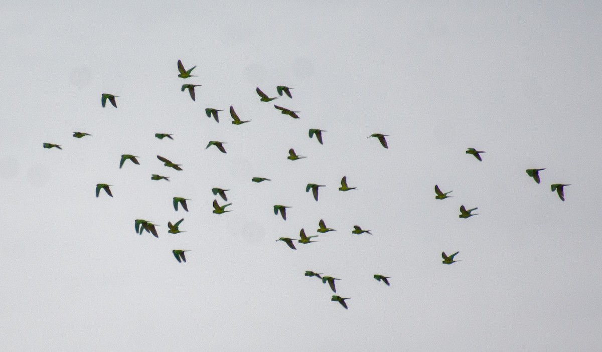 Green Parakeet - ML646469305