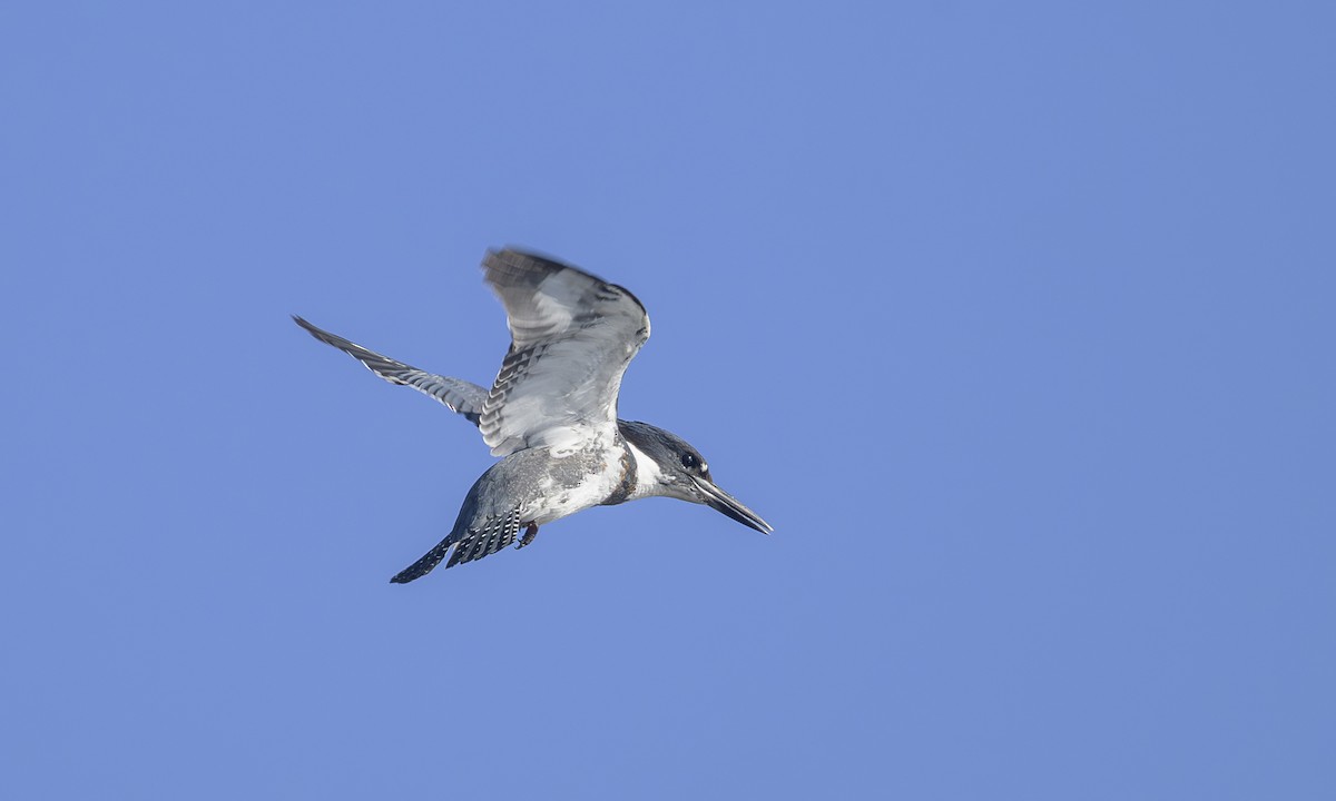 Belted Kingfisher - ML646469309