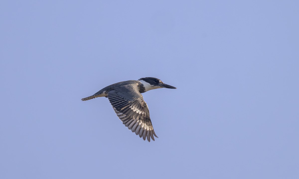 Belted Kingfisher - ML646469310