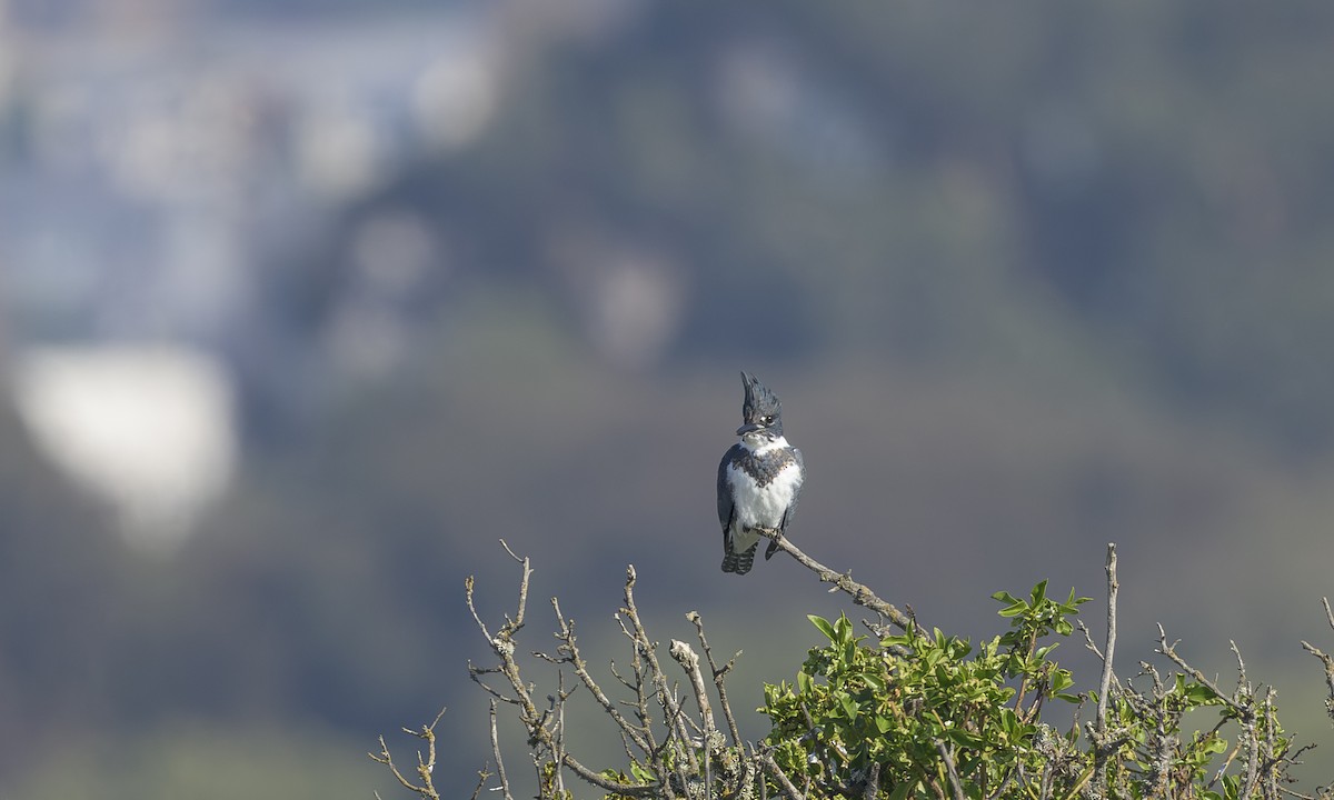 Belted Kingfisher - ML646469311