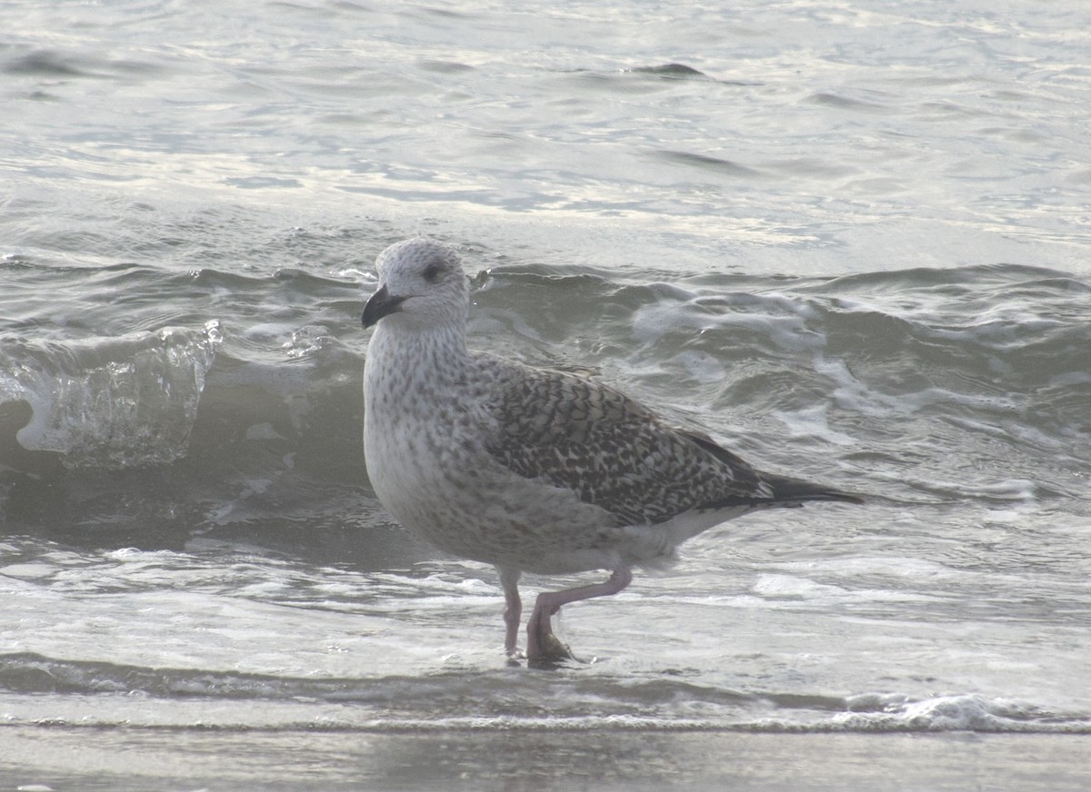 Great Black-backed Gull - ML646469312