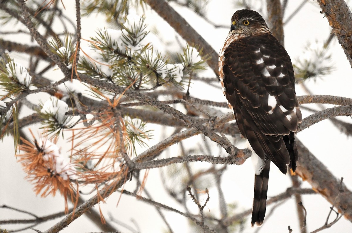 Sharp-shinned Hawk - ML646469315