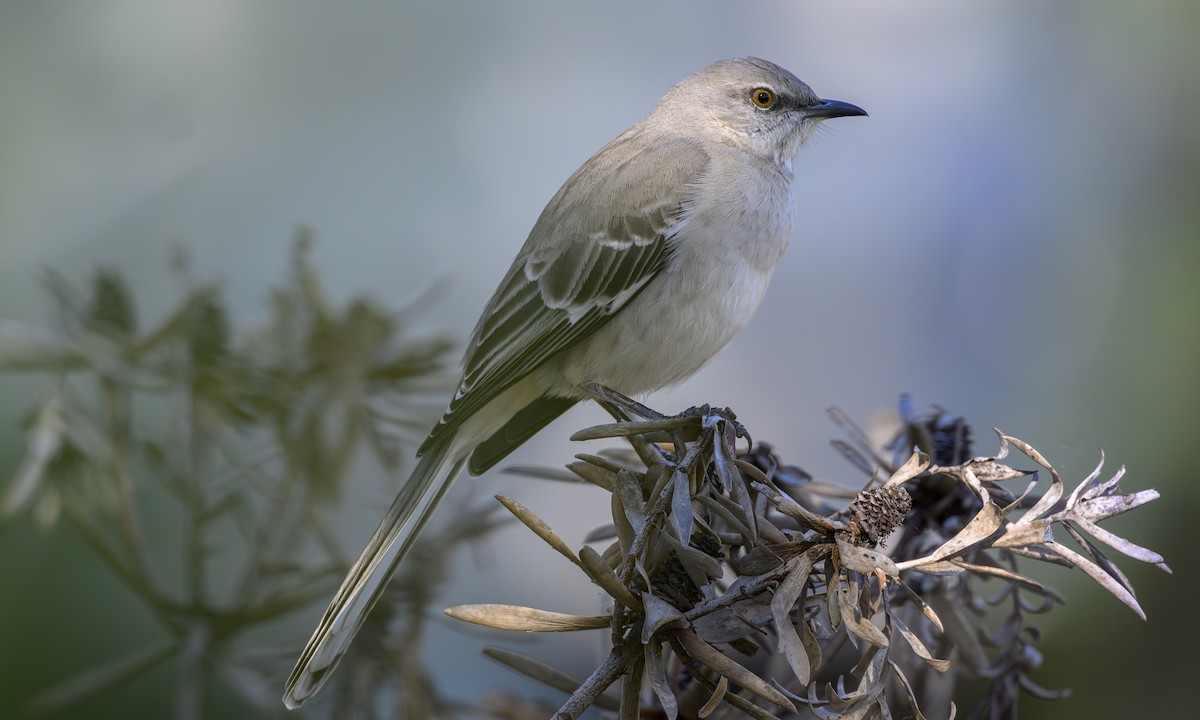 Northern Mockingbird - ML646469318