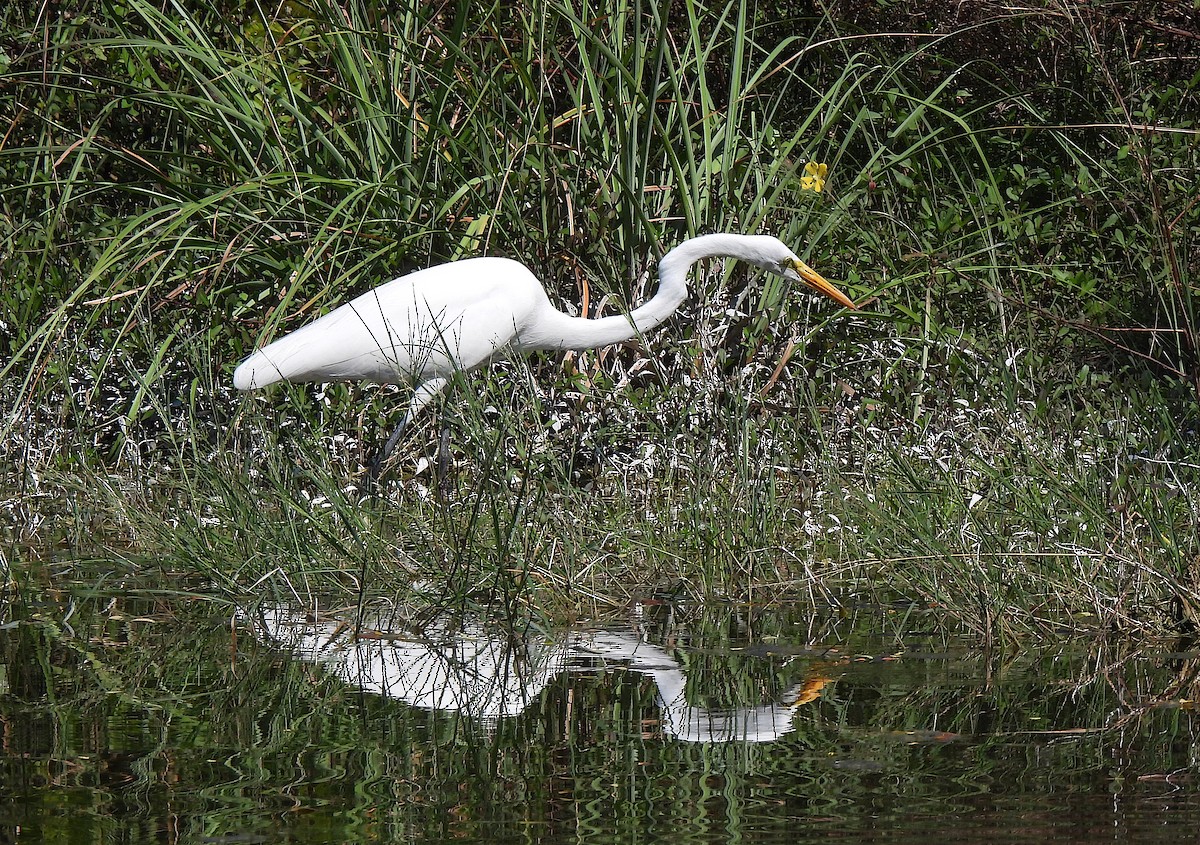 ダイサギ - ML646469320