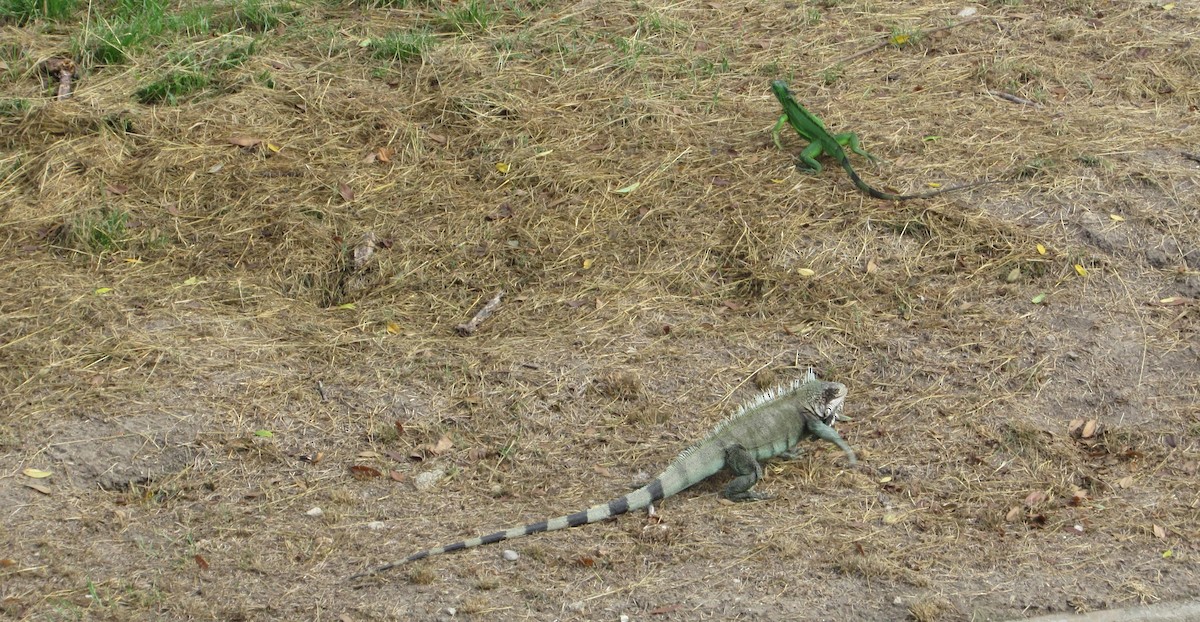 グリーンイグアナ - ML646469322