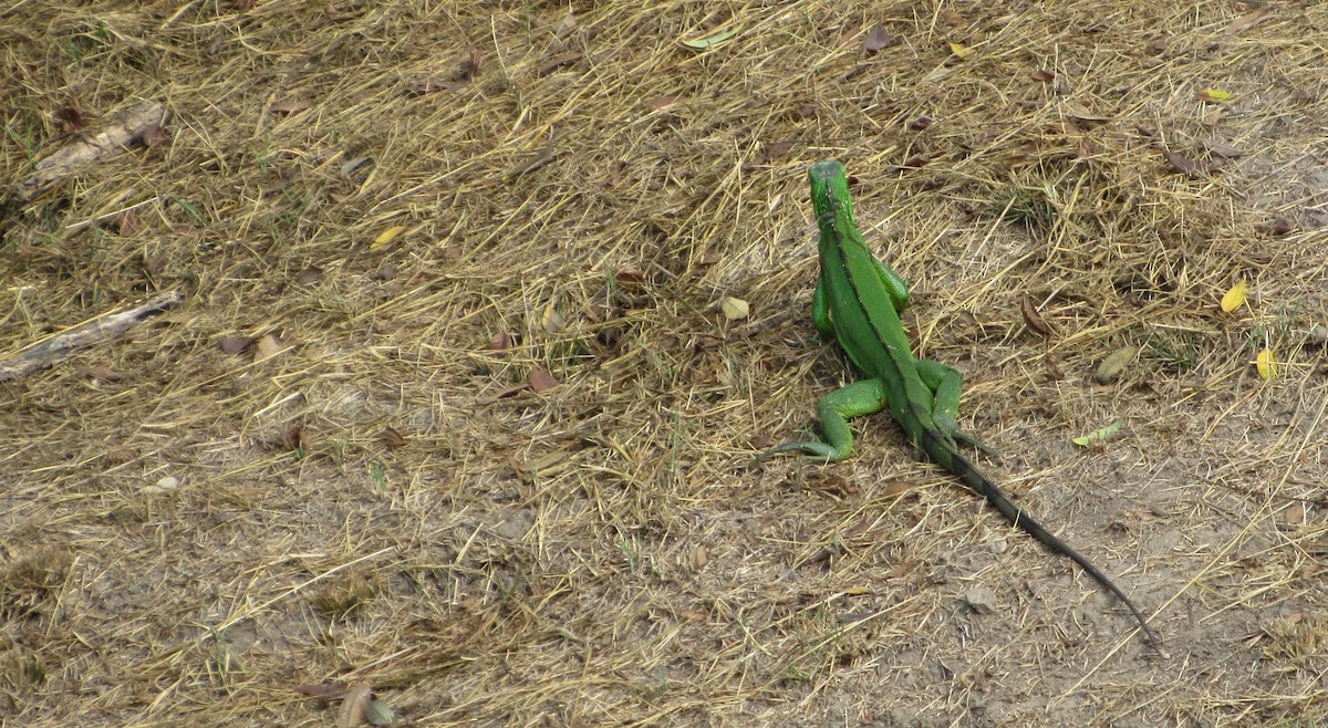 グリーンイグアナ - ML646469323