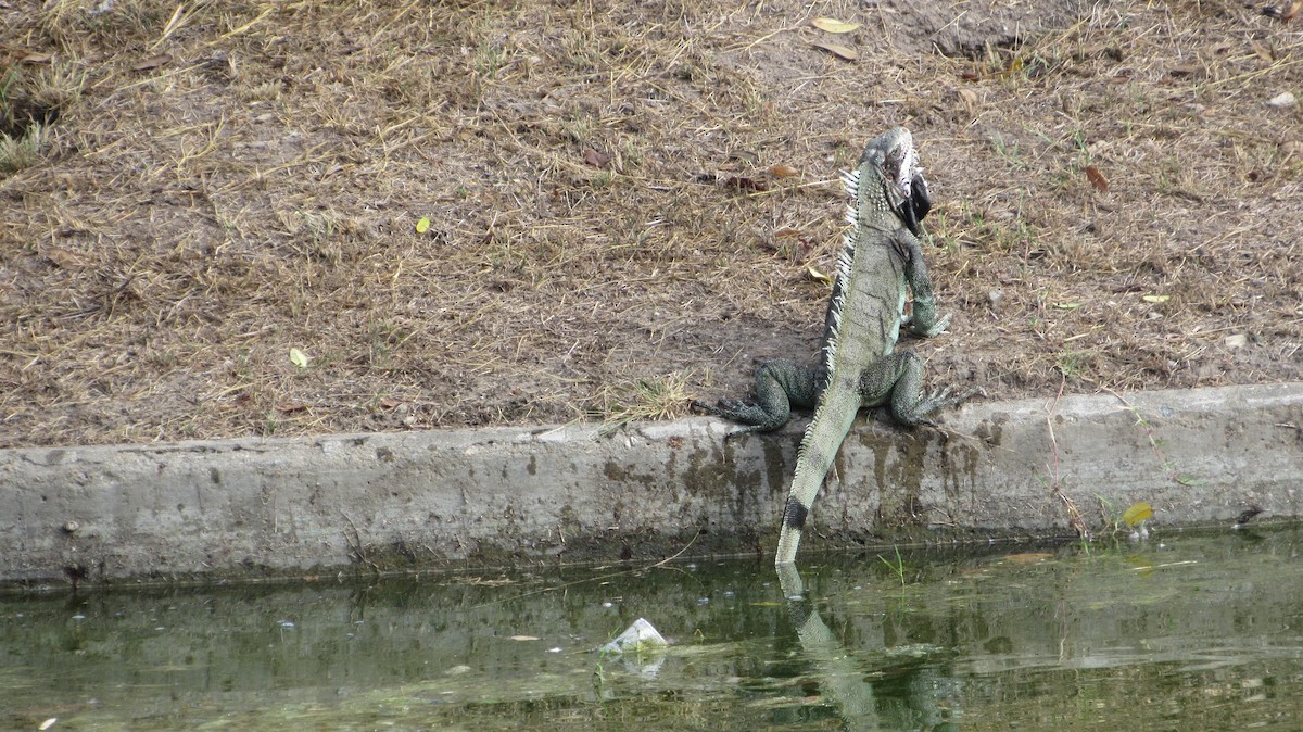 グリーンイグアナ - ML646469324