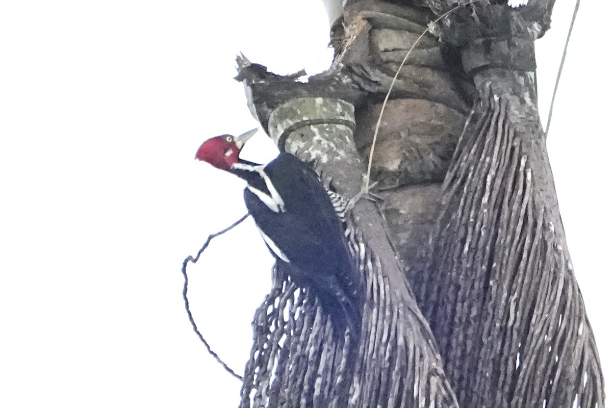 Crimson-crested Woodpecker - ML646469325