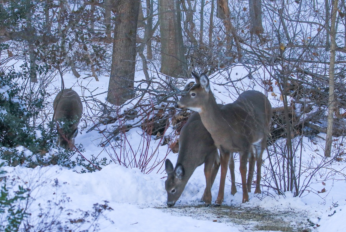 白尾鹿 - ML646469333