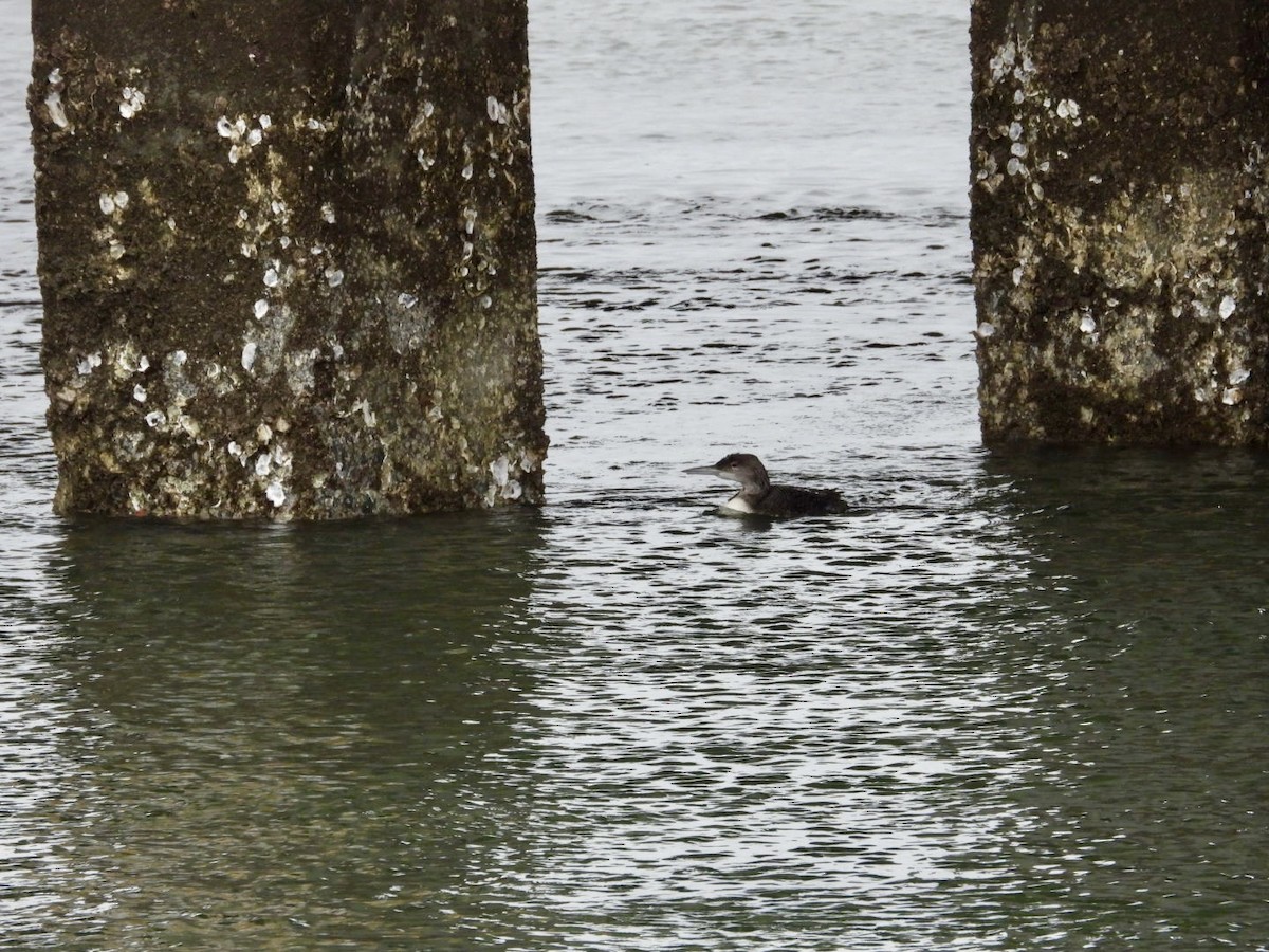 Common Loon - ML646469334