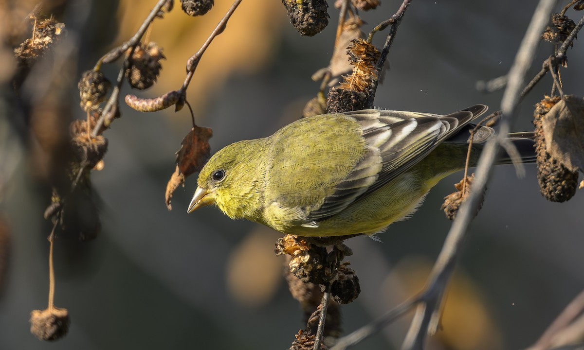 Lesser Goldfinch - ML646469337
