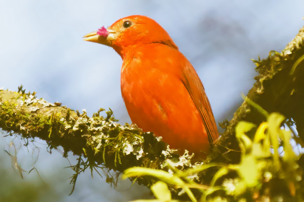 piranga ohnivá - ML646469341