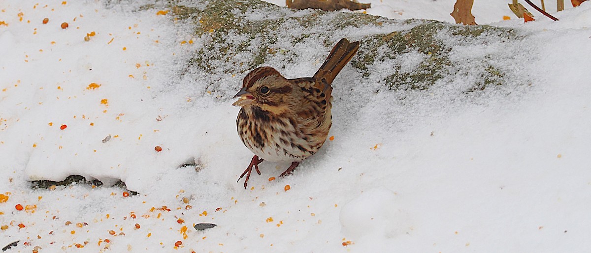 Song Sparrow - ML646469343