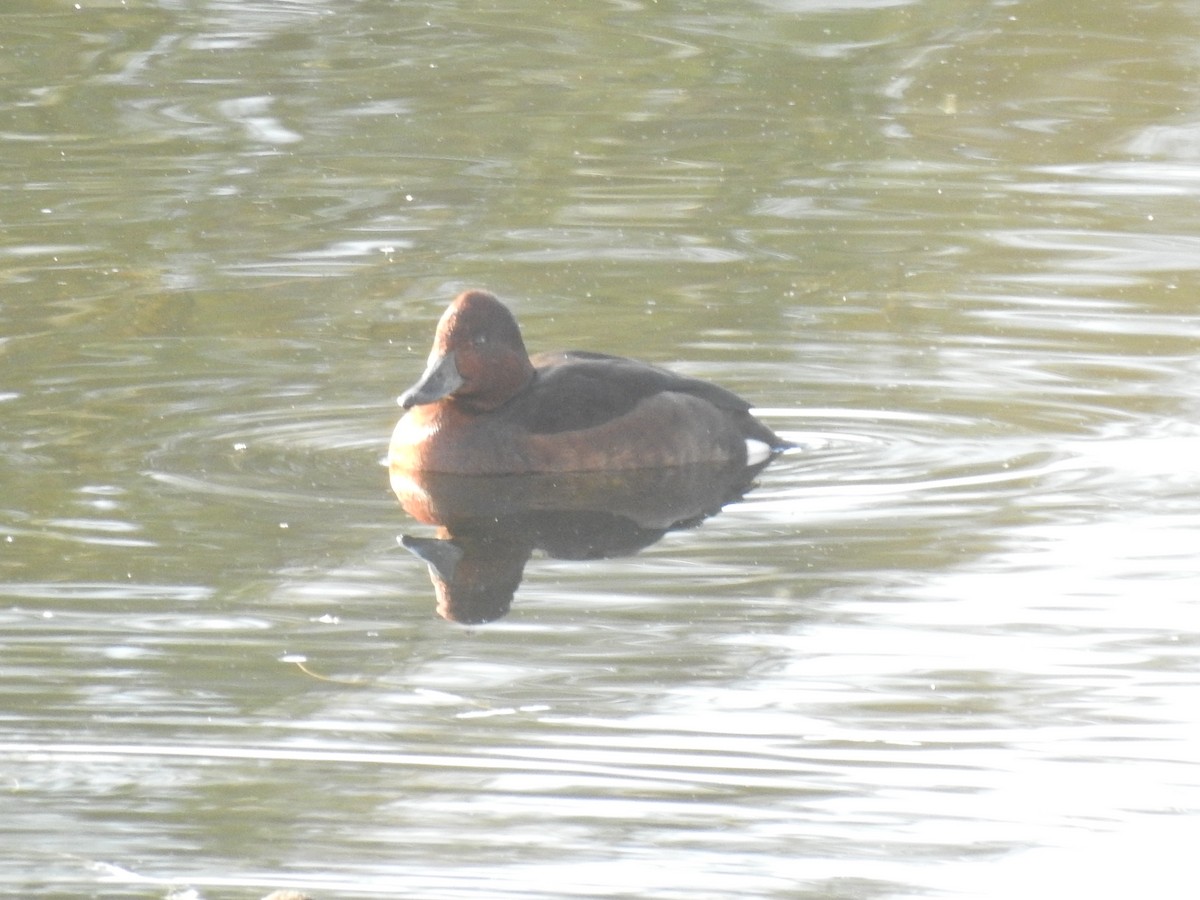 Ferruginous Duck - ML646469344
