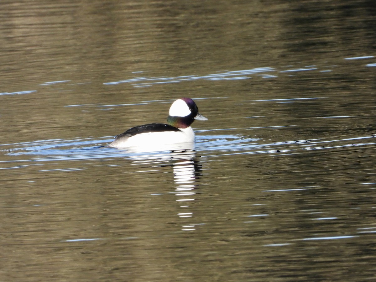 Bufflehead - ML646469347