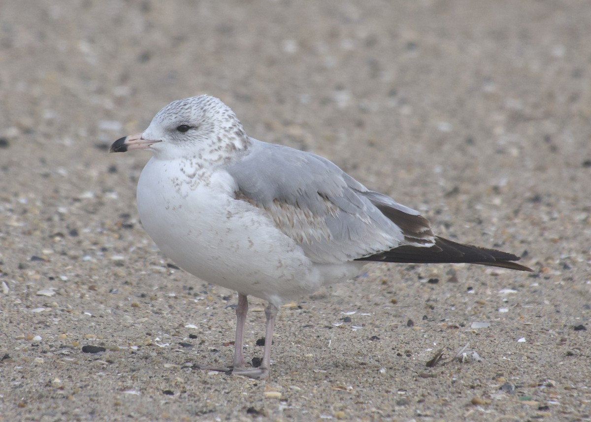 Ring-billed Gull - ML646469348