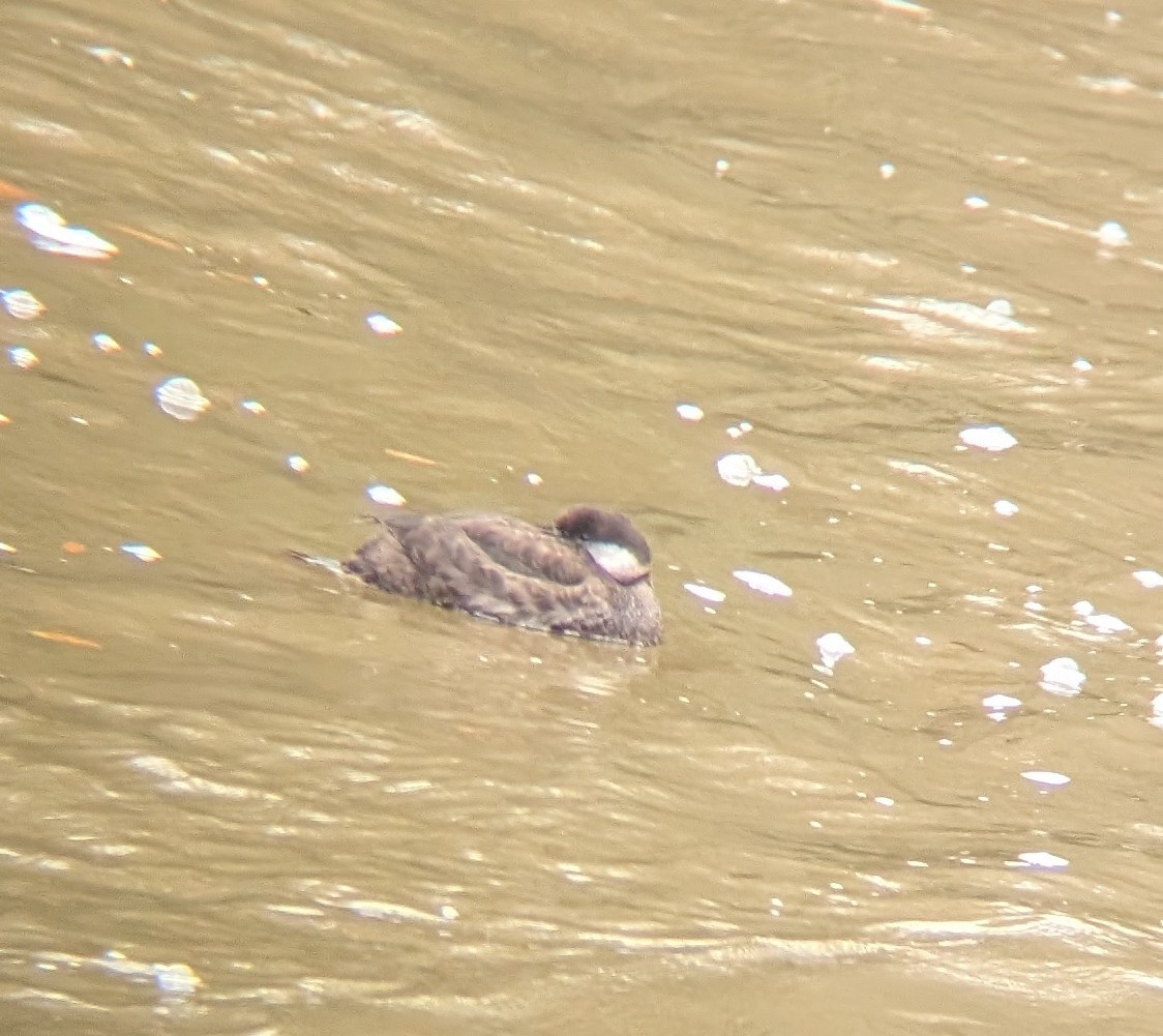 Американская синьга - ML646469349