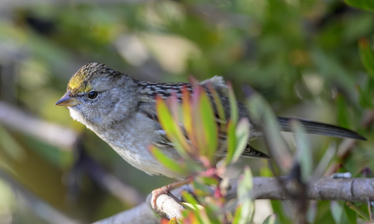 Golden-crowned Sparrow - ML646469353
