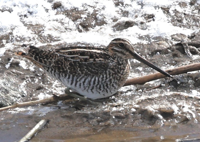 Wilson's Snipe - ML646469354