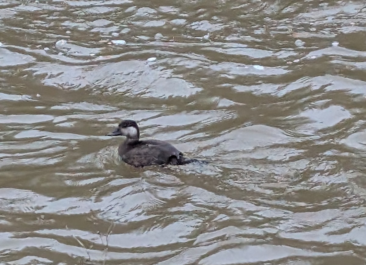 Американская синьга - ML646469358