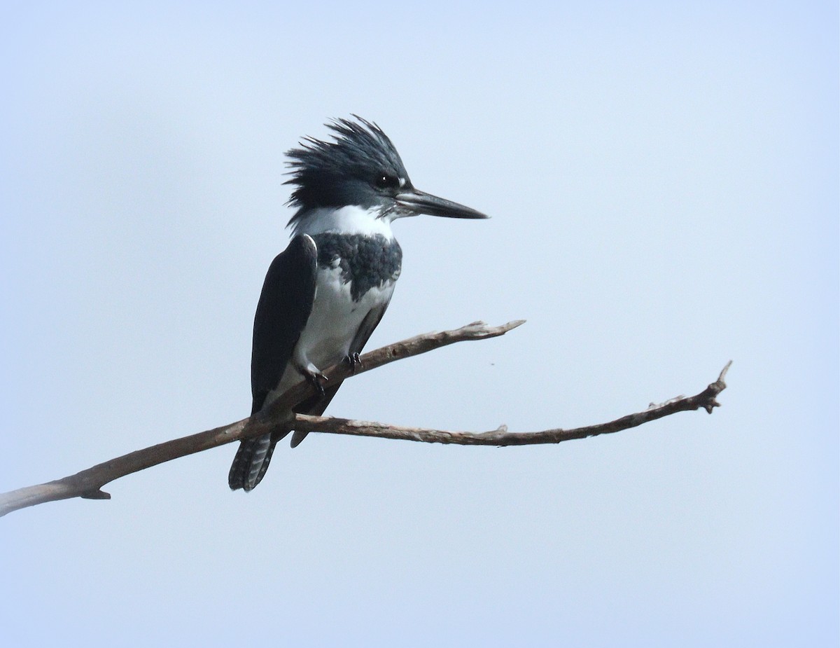 Belted Kingfisher - ML646469362