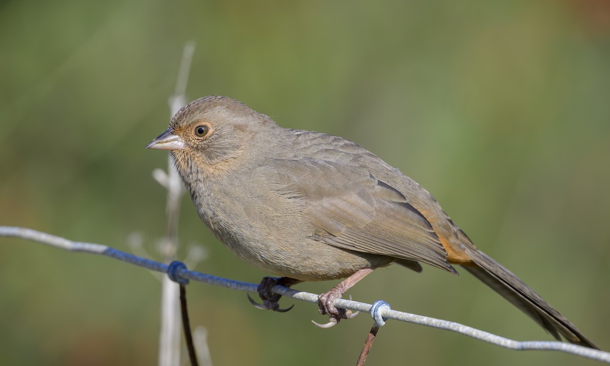California Towhee - ML646469367