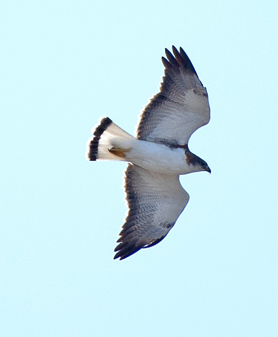 Variable Hawk - ML646469372