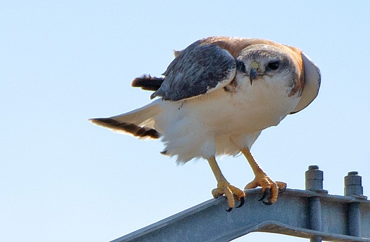 Variable Hawk - ML646469373