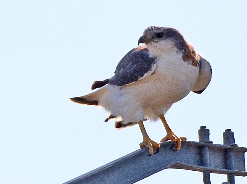 Variable Hawk - ML646469374