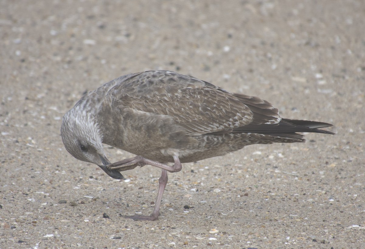 American Herring Gull - ML646469382