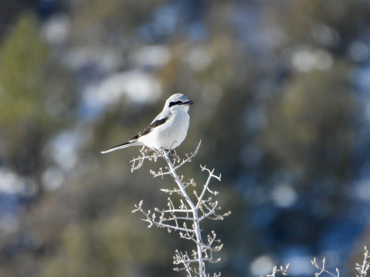 Northern Shrike - ML646469383