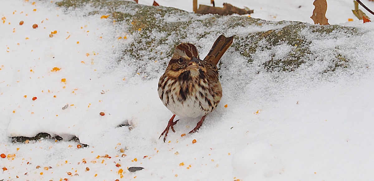 Song Sparrow - ML646469384