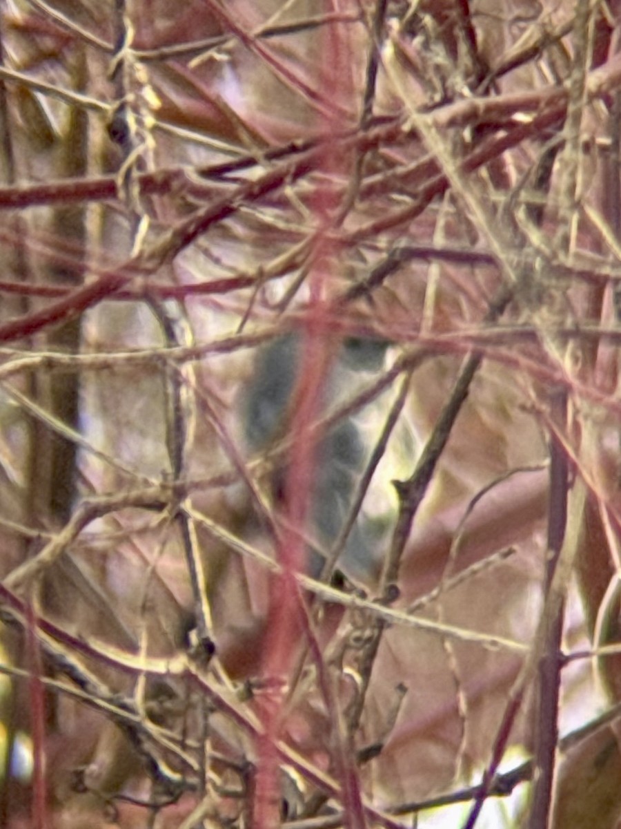 Gray Catbird - ML646469389