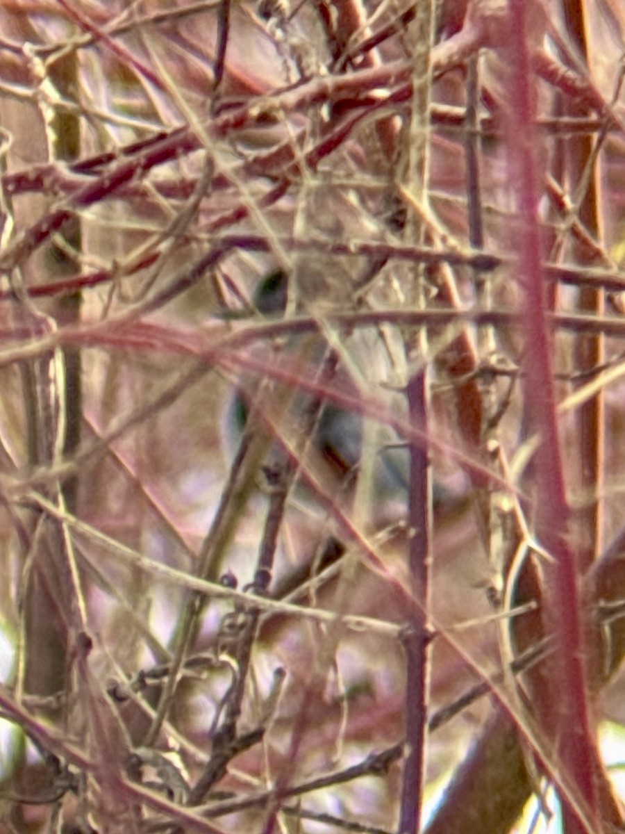 Gray Catbird - ML646469390