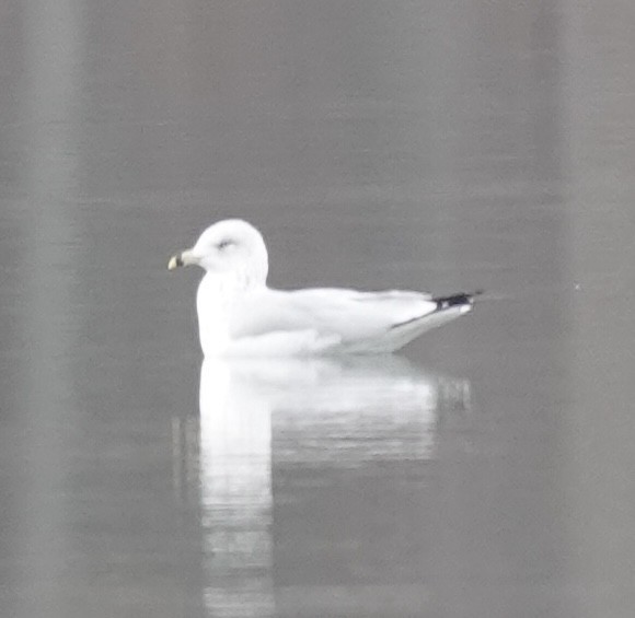 Ring-billed Gull - ML646469391