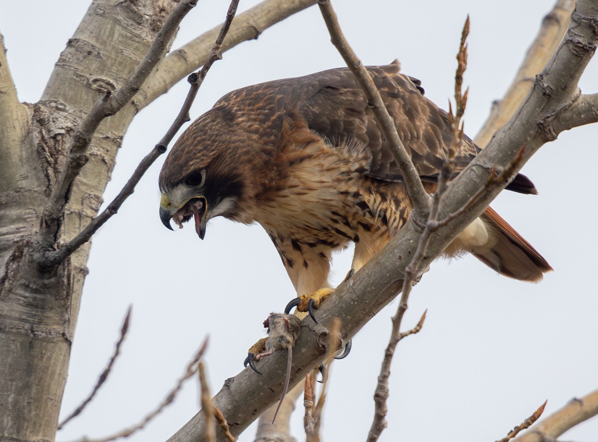 Краснохвостый канюк - ML646469398