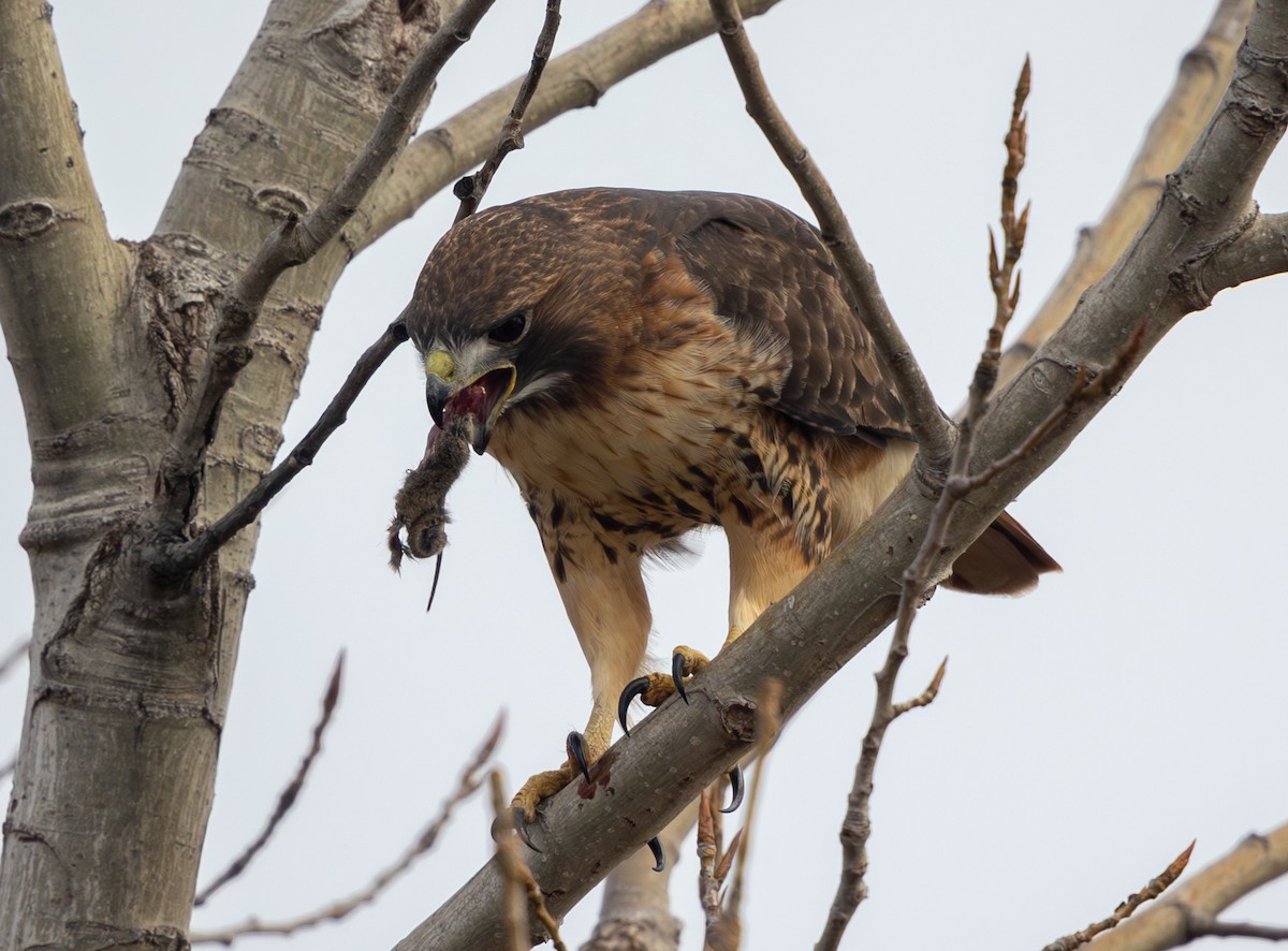 Краснохвостый канюк - ML646469402