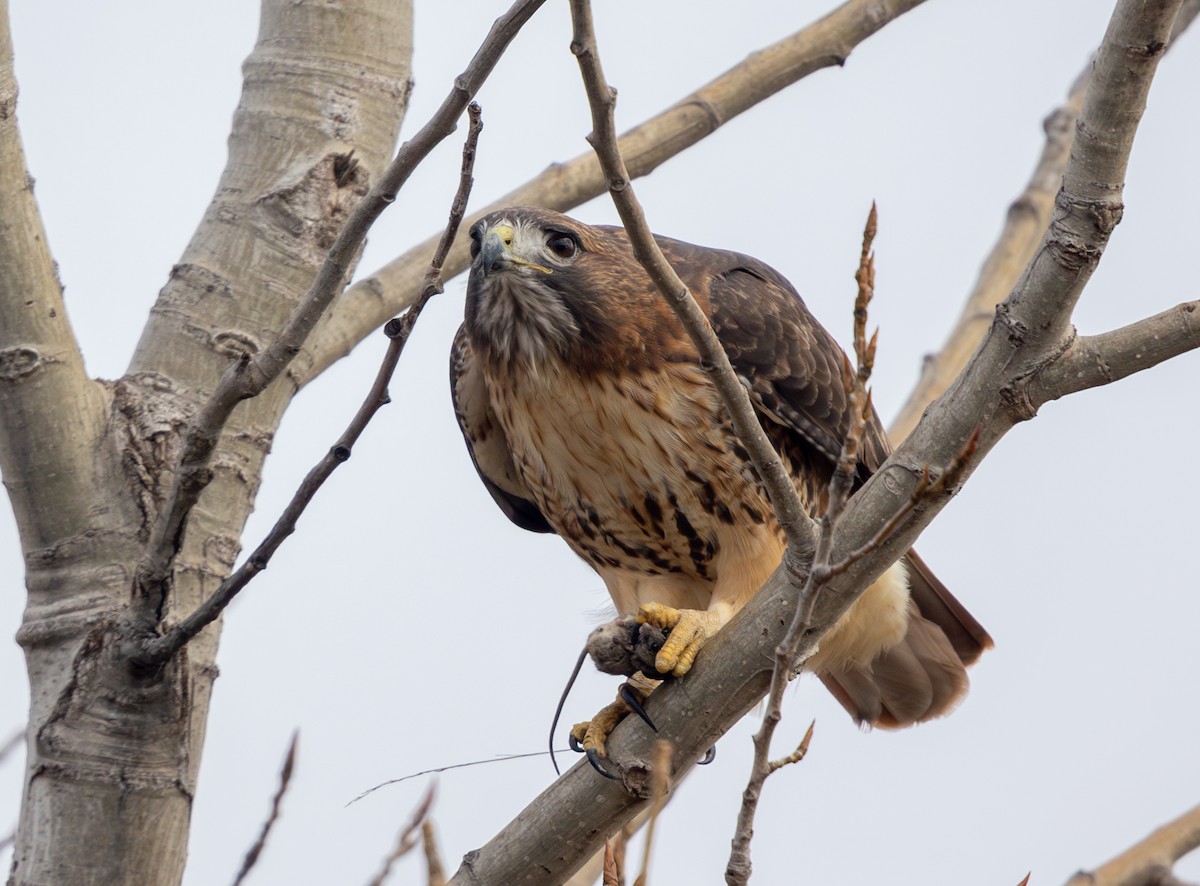 Red-tailed Hawk - ML646469403