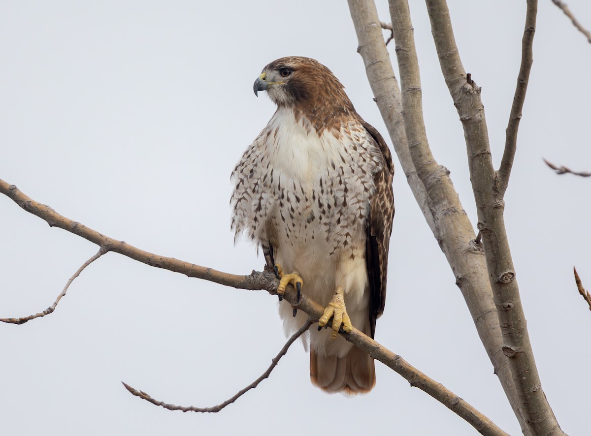 Краснохвостый канюк - ML646469404