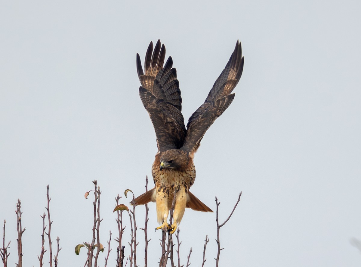 Краснохвостый канюк - ML646469408