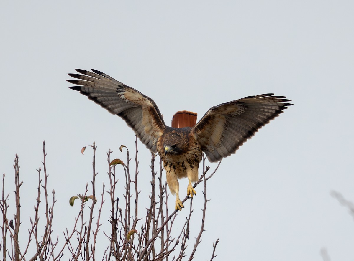 Краснохвостый канюк - ML646469409