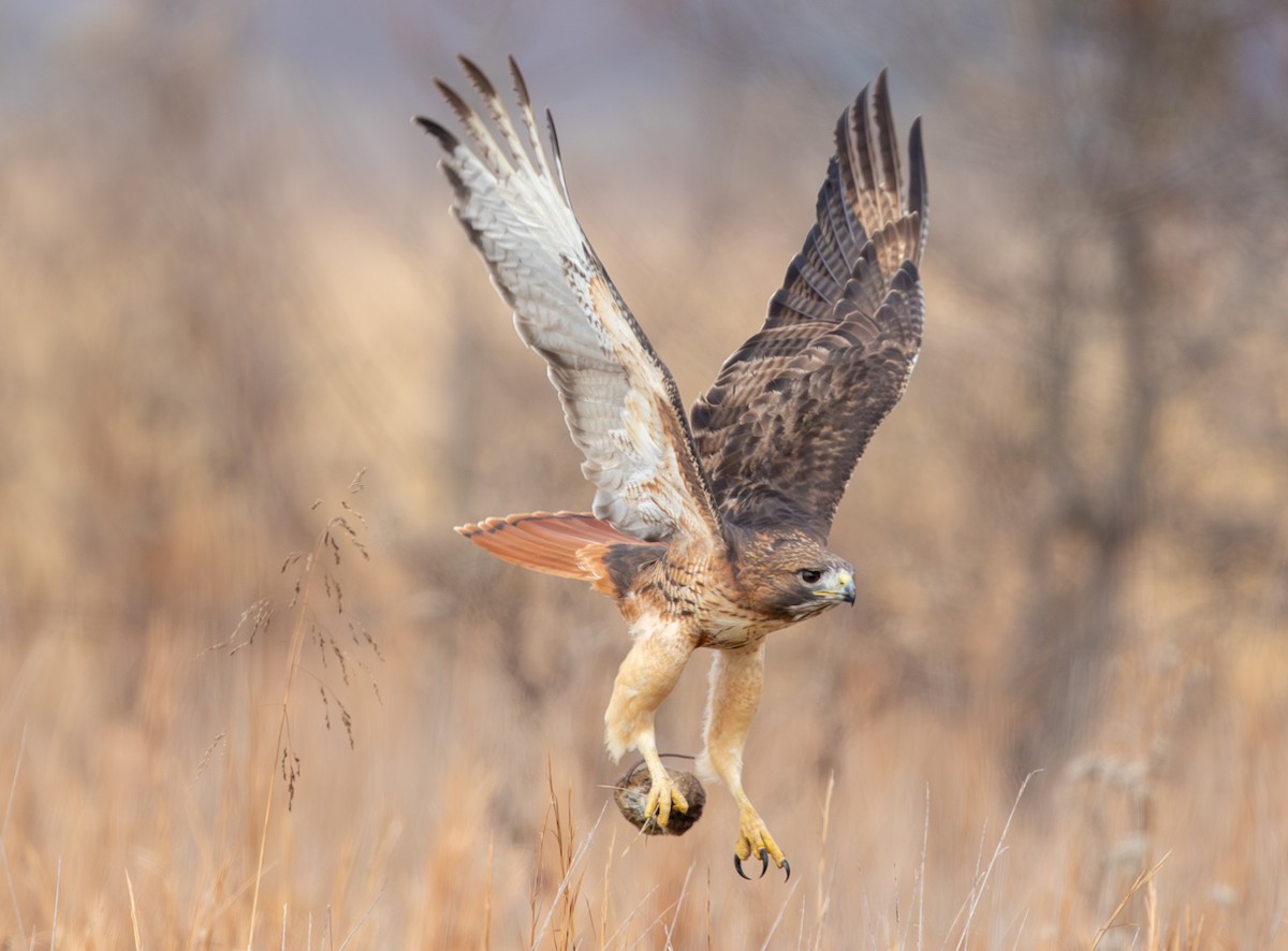 Краснохвостый канюк - ML646469411