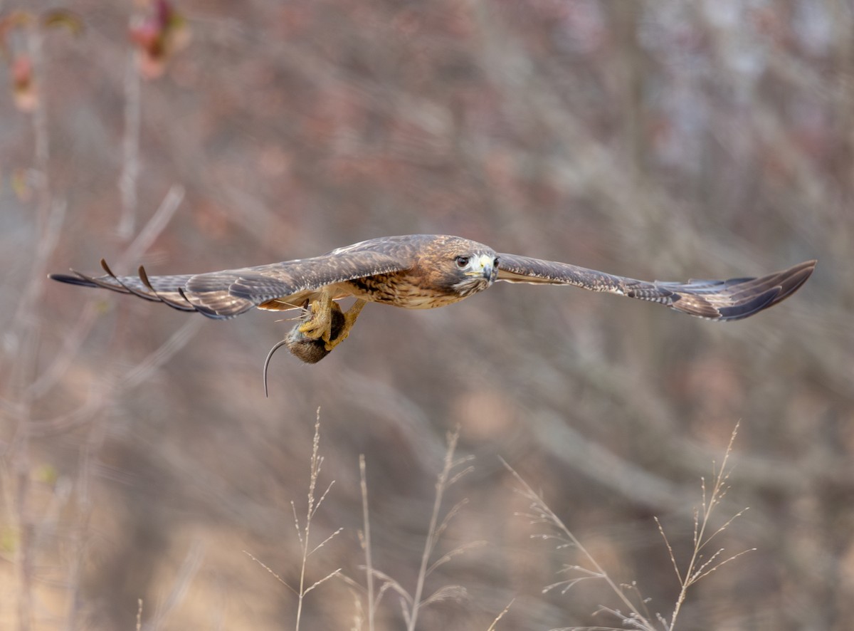Краснохвостый канюк - ML646469413
