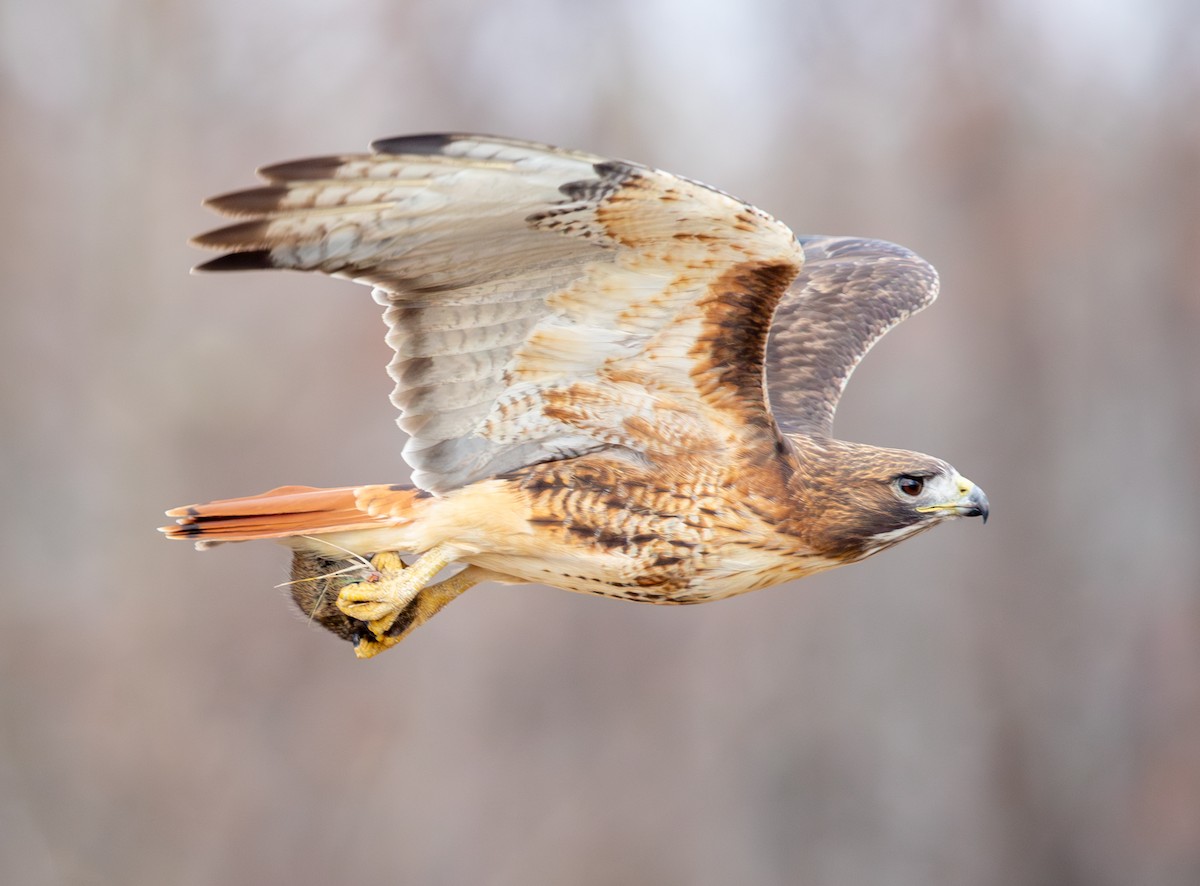 Краснохвостый канюк - ML646469414