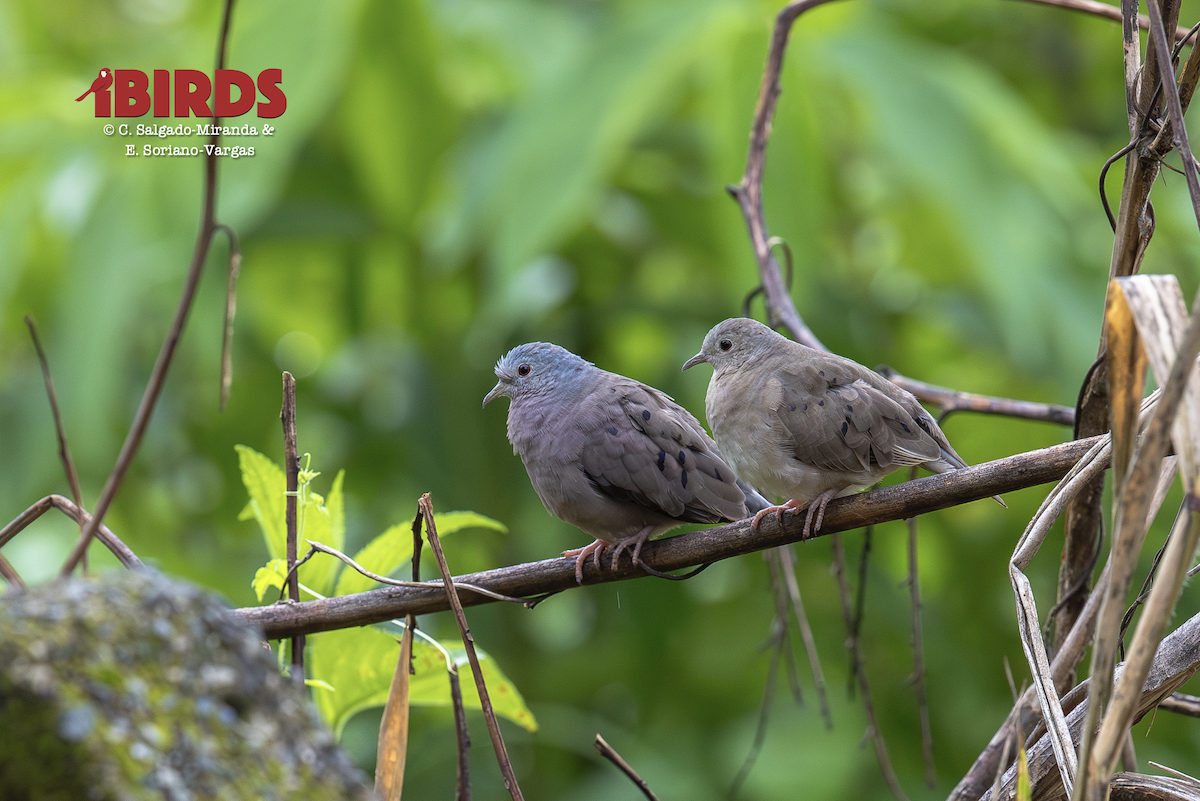 Карликовая земляная горлица - ML646469417