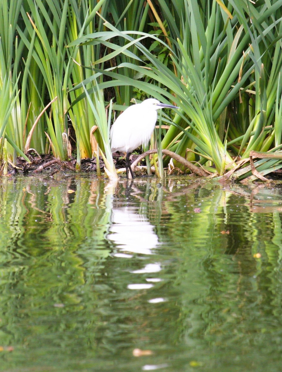 Малая белая цапля - ML646469419