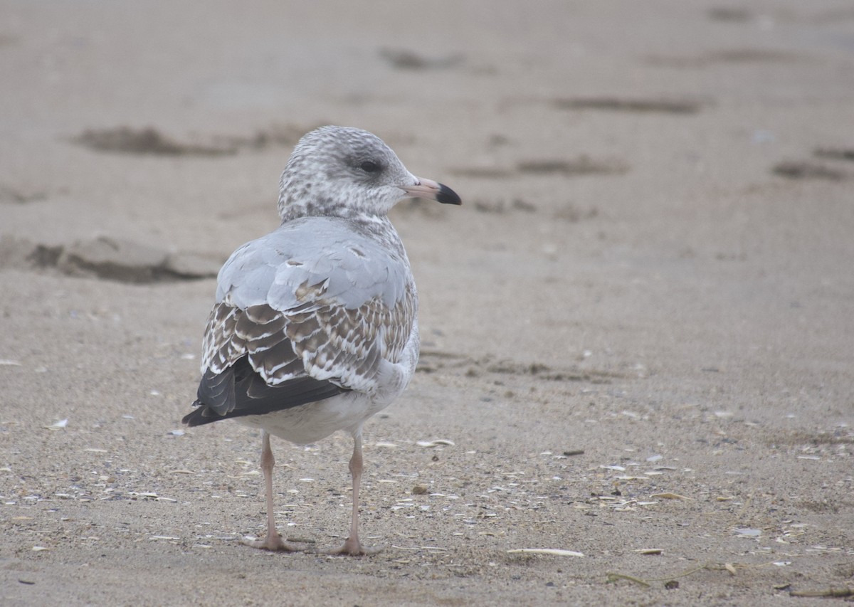 Делавэрская чайка - ML646469420