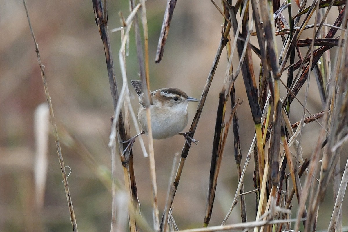 Болотный крапивник - ML646469421