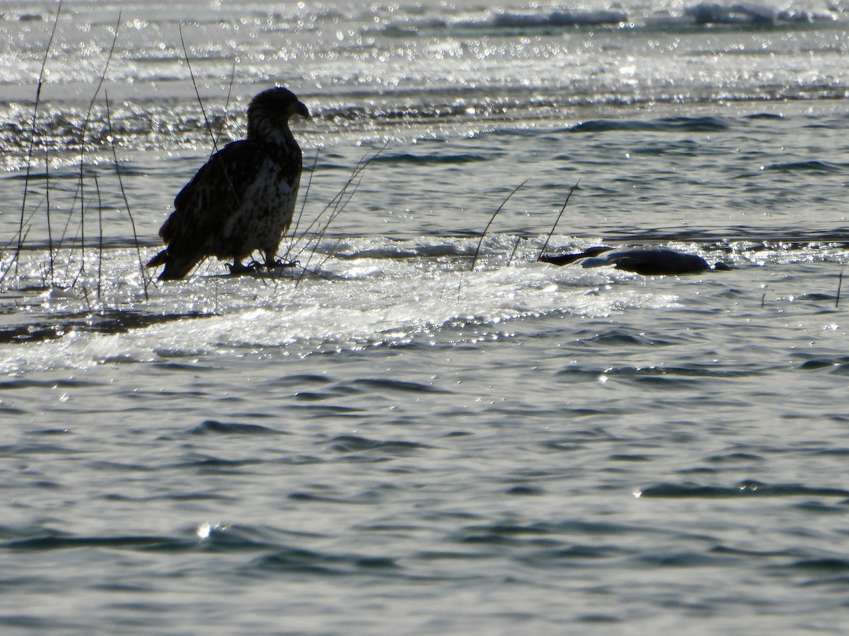 Белоголовый орлан - ML646469423